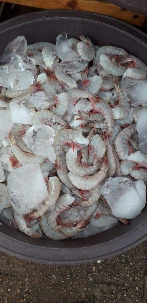 pesca
